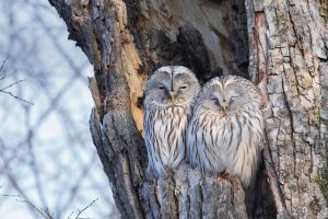 Winter Owls