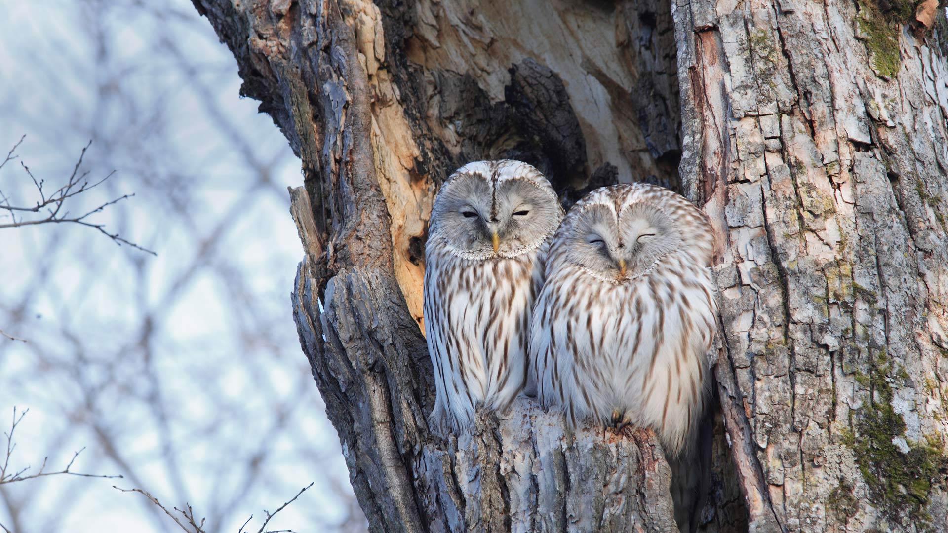 Winter Owls