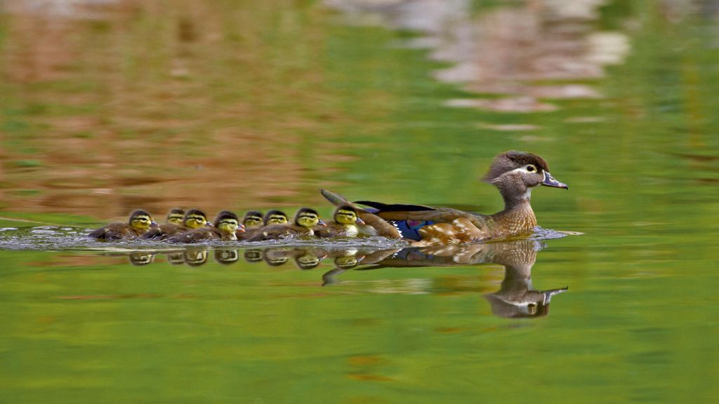 Wood Ducks