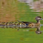 Wood Ducks