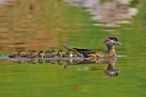 Wood Ducks