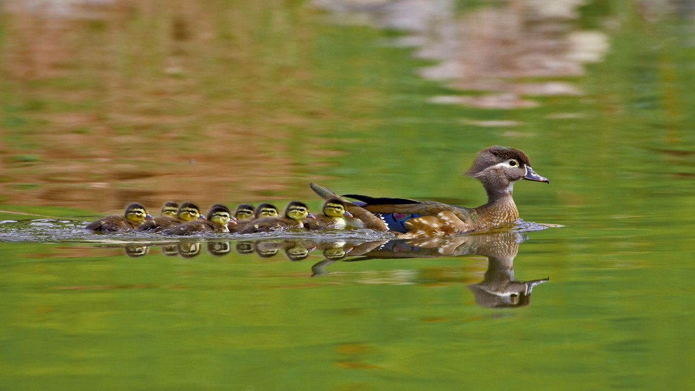 Wood Ducks