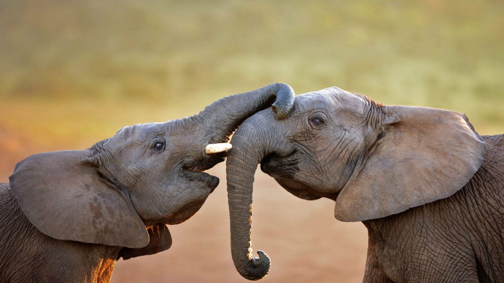 Addo Elephants