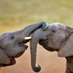 Addo Elephants