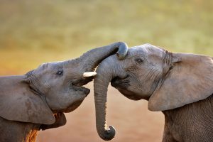 Addo Elephants