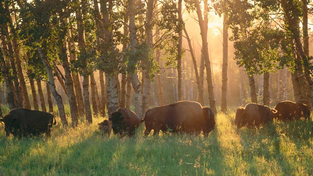 Alberta Bisons