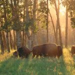 Alberta Bisons