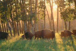 Alberta Bisons