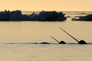 Baffin Island