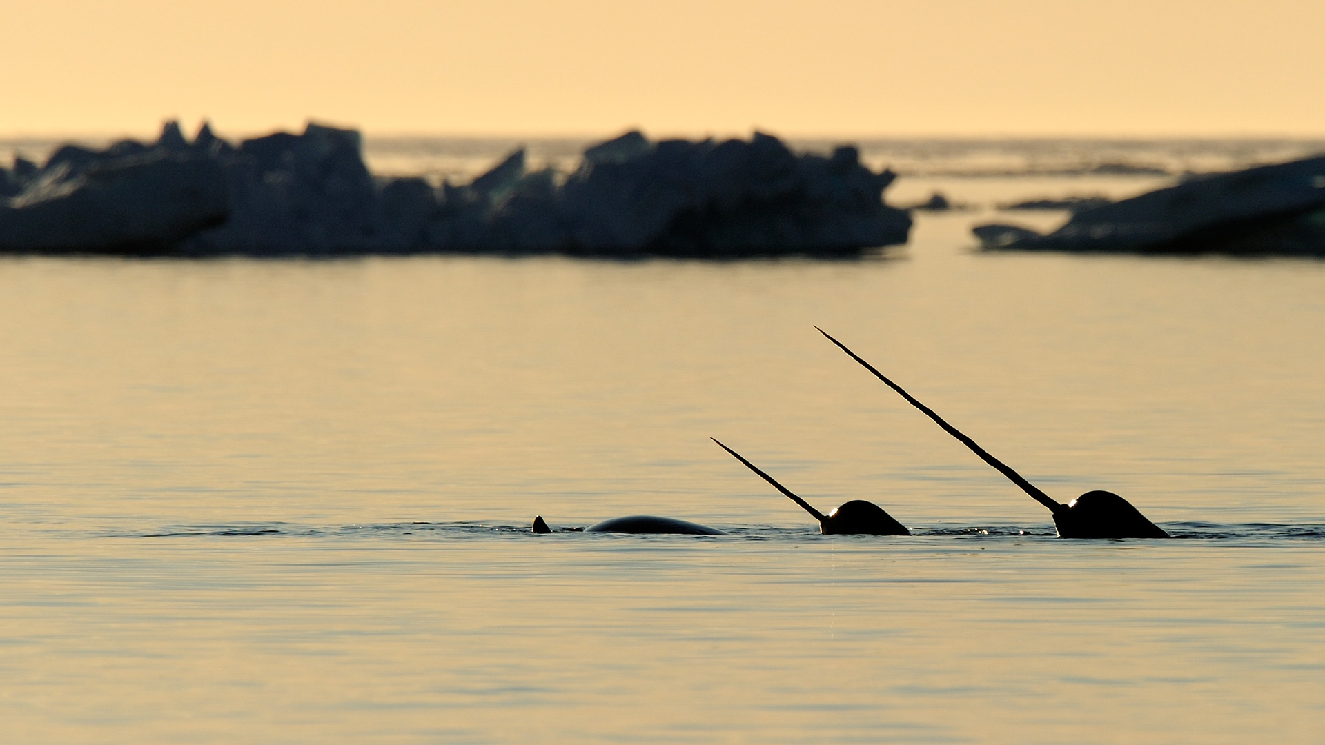 Baffin Island