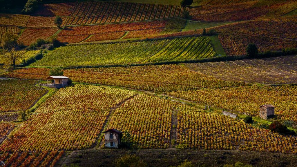 Beaujolais Nouveau