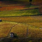 Beaujolais Nouveau