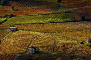 Beaujolais Nouveau