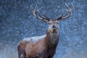 Belarus Deer