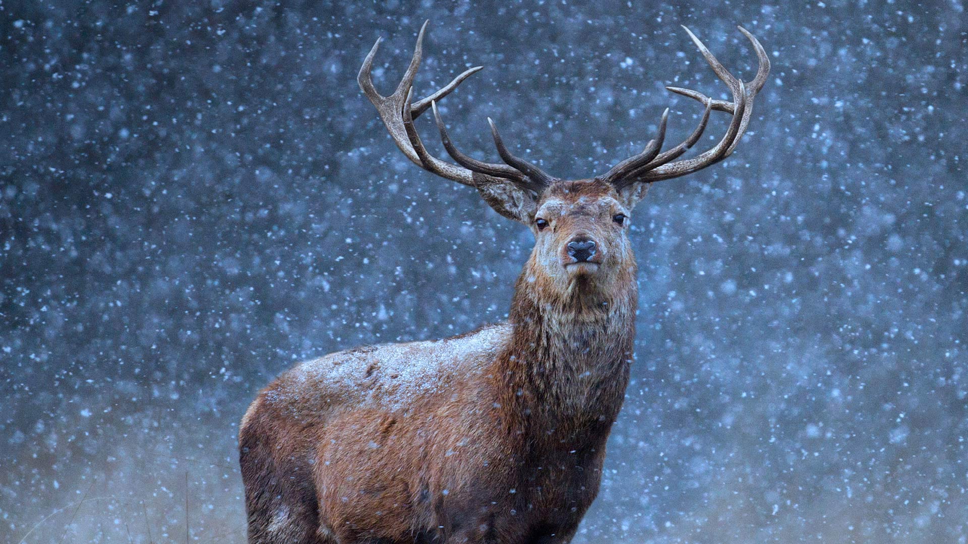 Belarus Deer – Bing Wallpaper Download