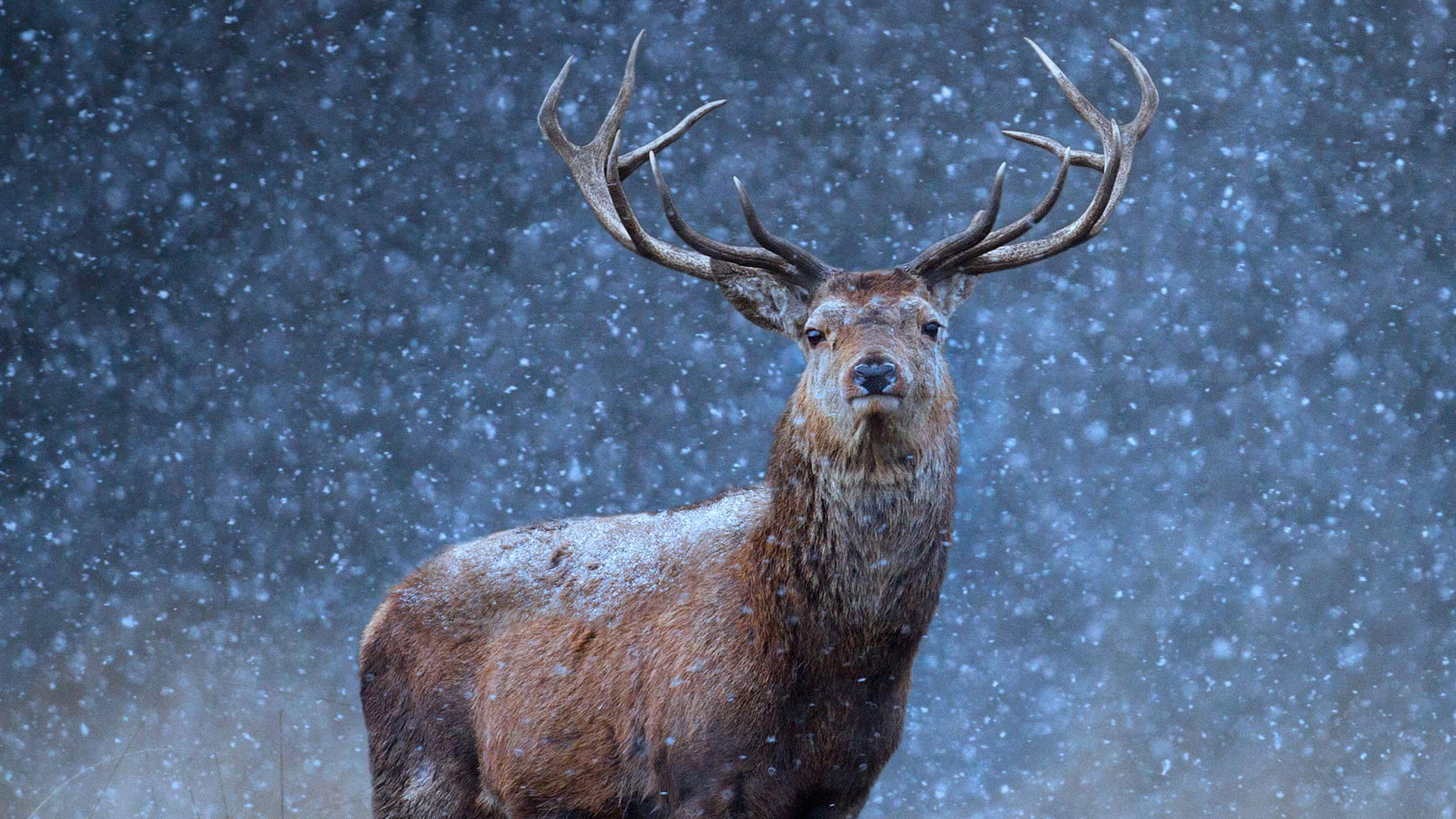 Belarus Deer