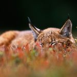 Bilberry Lynx