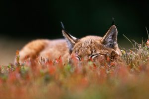 Bilberry Lynx