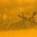 Brown Hares