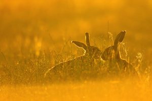 Brown Hares