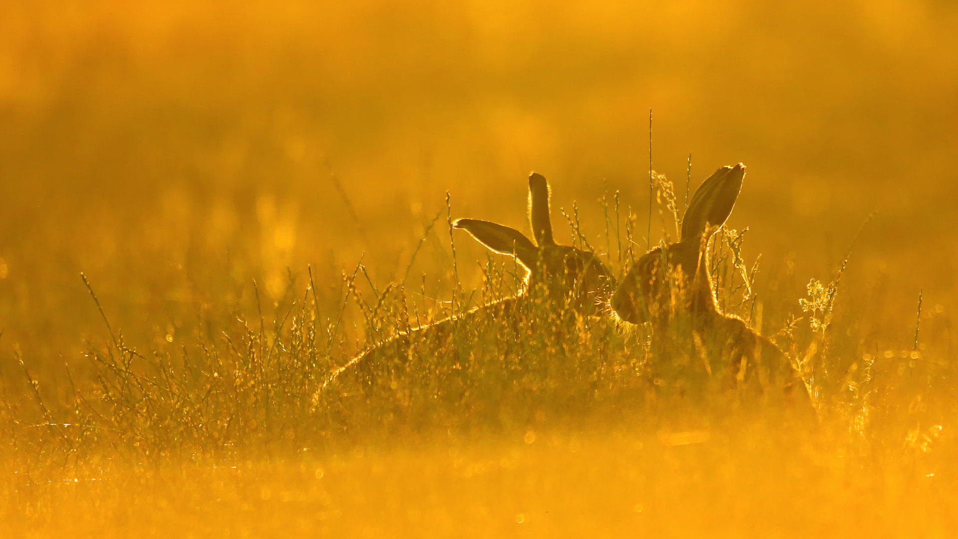 Brown Hares