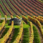 Burgundy Vineyards