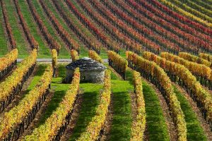 Burgundy Vineyards