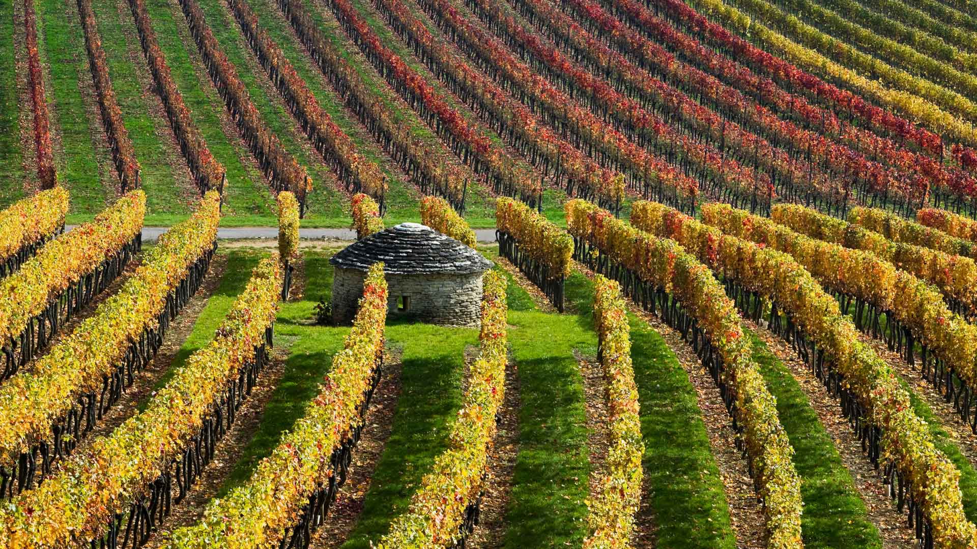 Burgundy Vineyards