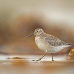 Calidris Canutus