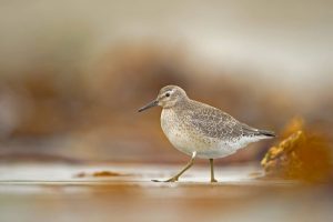 Calidris Canutus