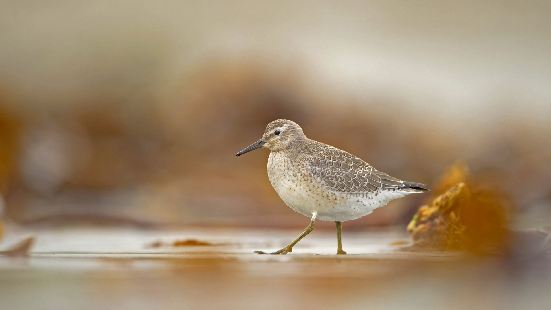 Calidris Canutus