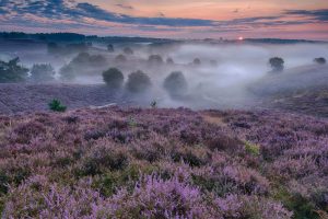 Calluna Vulgaris