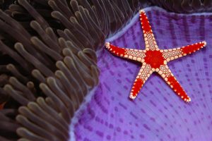 Candy Cane Sea Star