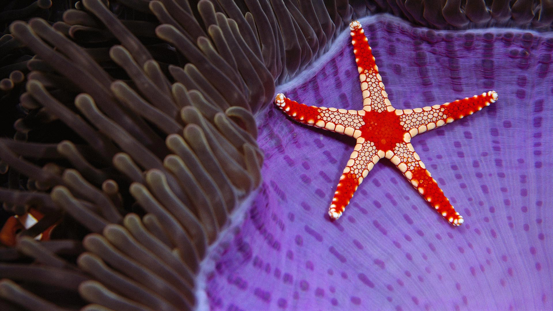 Candy Cane Sea Star