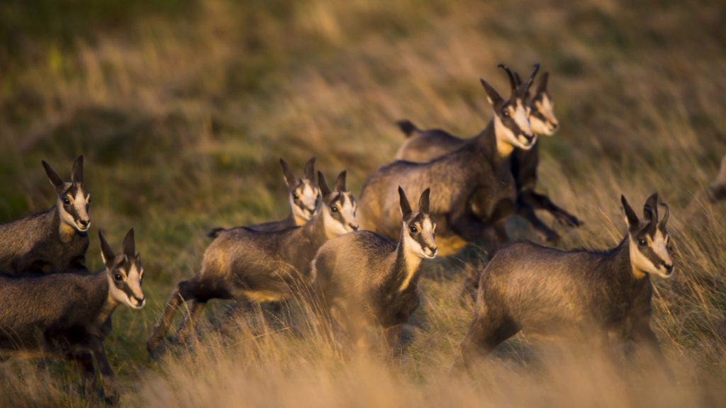 Chamois Herd