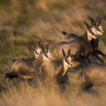 Chamois Herd