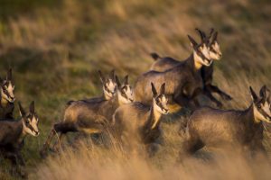 Chamois Herd