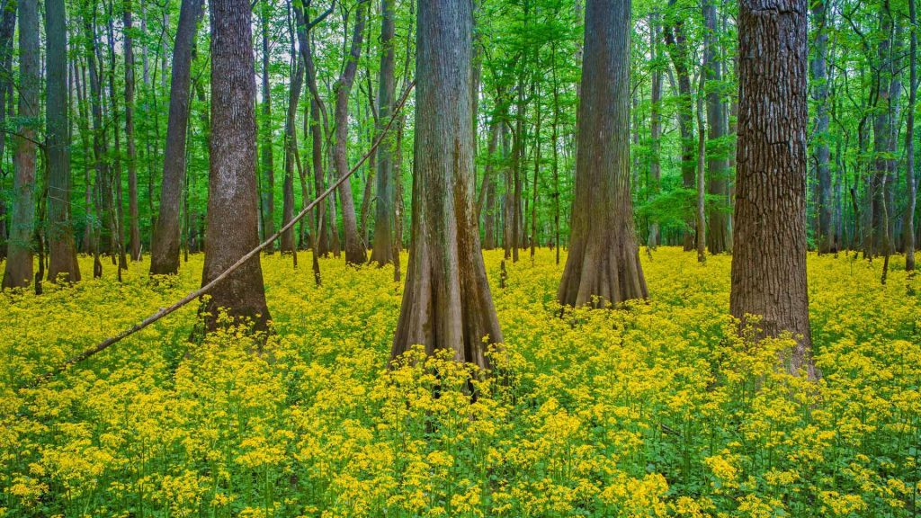 Congaree NP