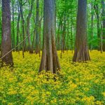 Congaree NP