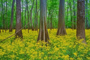 Congaree NP