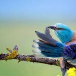 Coracias Garrulus