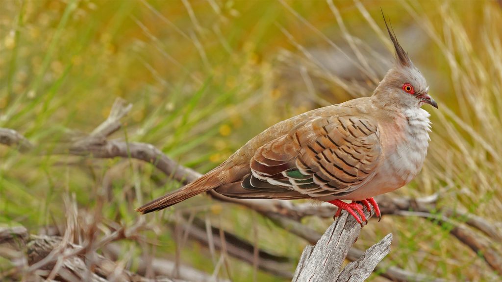 Crested Pigeon