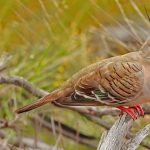 Crested Pigeon