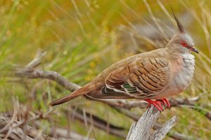 Crested Pigeon