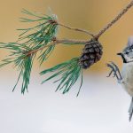 Crested Tit