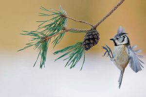 Crested Tit