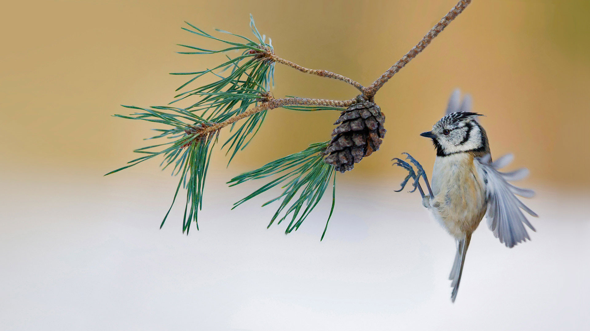 Crested Tit