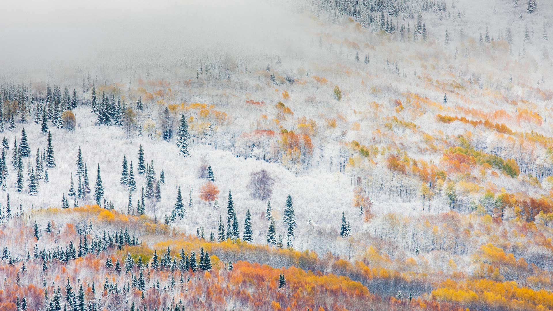 Fairbanks Snow