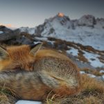 Fox Close Up Alps