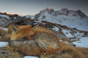 Fox Close Up Alps